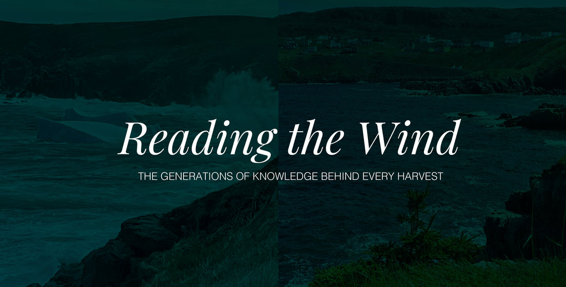 Reading the Wind: Generations of Knowledge Behind Every Harvest