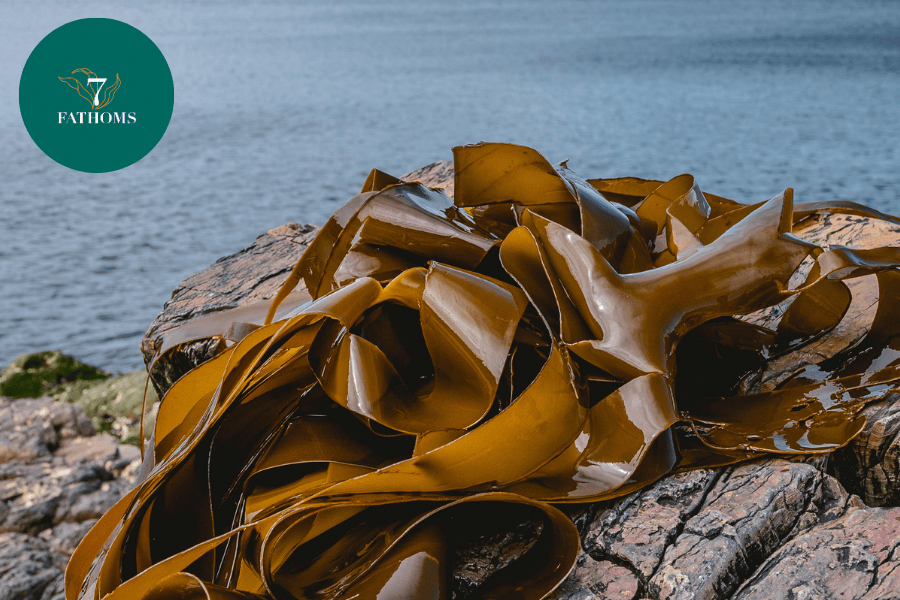 Unveiling the Power of Seaweed: 7 Fathoms’ Breakthrough in Skincare