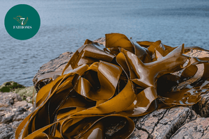 Unveiling the Power of Seaweed: 7 Fathoms’ Breakthrough in Skincare