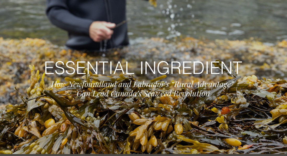 Essential Ingredient: How Newfoundland and Labrador’s “Rural Advantage” Can Lead Canada’s Seaweed Revolution