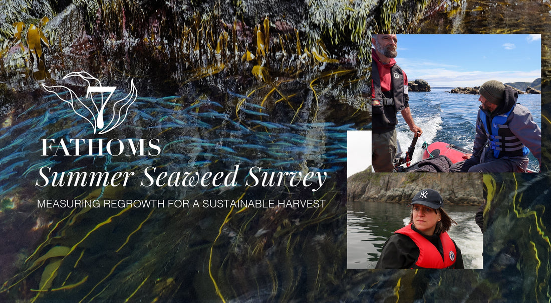 Summer Seaweed Survey: Measuring Regrowth for a Sustainable Harvest