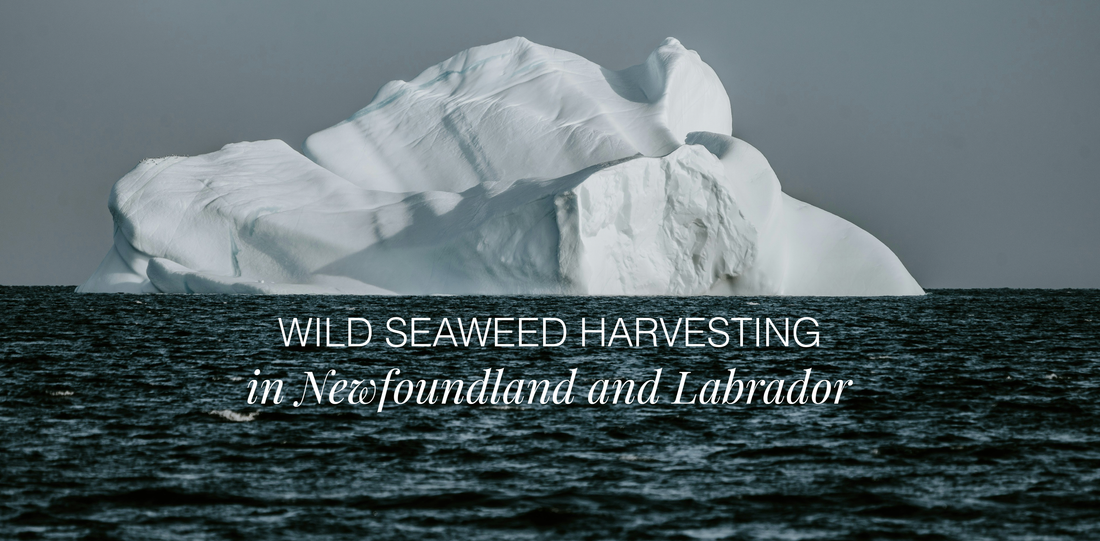 Wild Seaweed Harvesting in Newfoundland: Adapting to Ocean Conditions