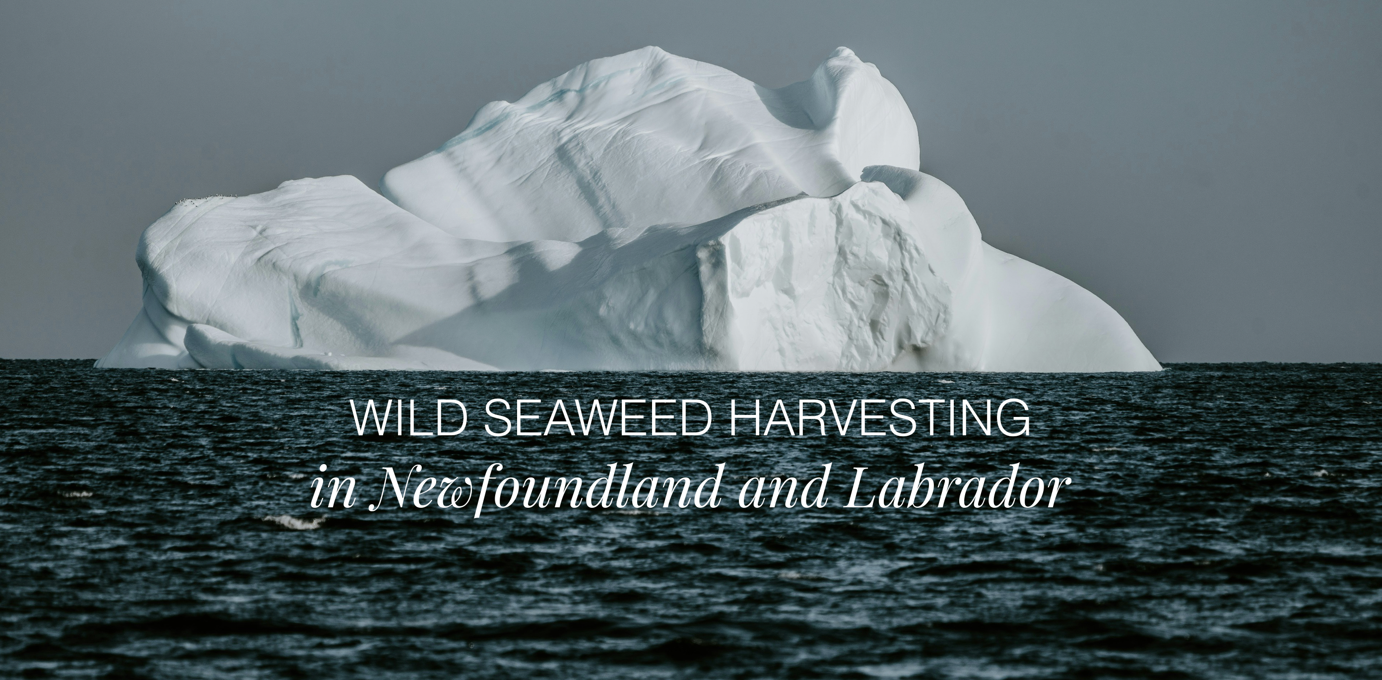 Wild Seaweed Harvesting in Newfoundland: Adapting to Ocean Conditions
