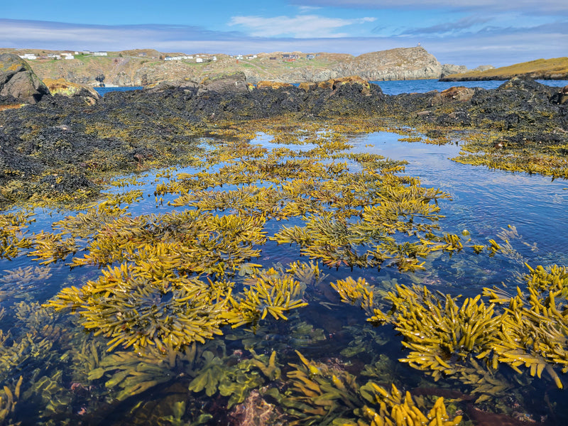 Coastal scene with yellow bladderwrack seaweed on a rocky shoreline
